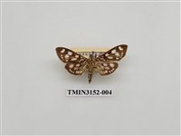 藏品(螟蛾303)的圖片